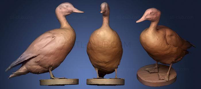 3D model American Wigeon (STL)